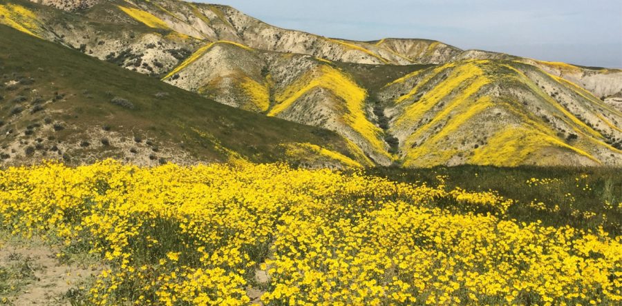 We need to protect the Carrizo Plain. And we don’t have much time