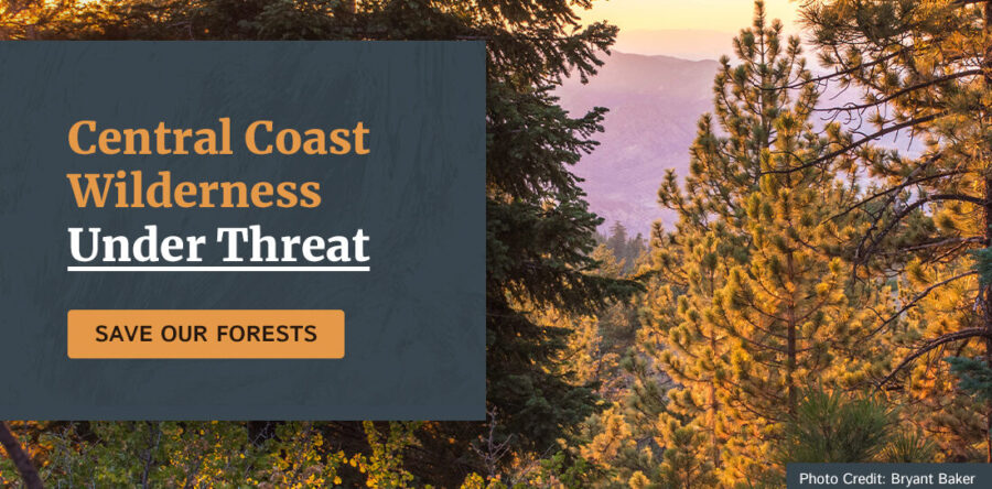 CONTROVERSIAL FOREST SERVICE LOGGING THREATENS PROPOSED WILDERNESS AREA